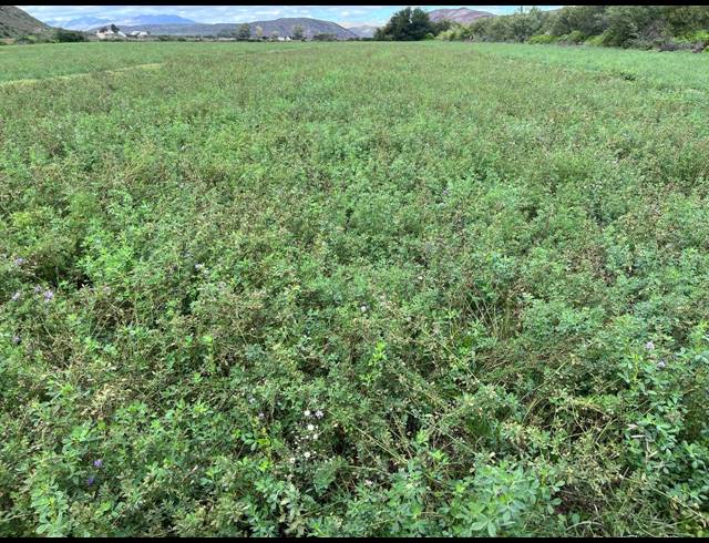 338HA FARM FOR SALE IN LADISMITH RURAL
